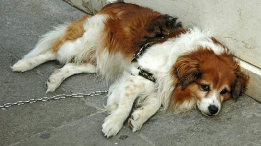 The One Thing You Do Every Day That Makes Your Dog Stop Trusting You