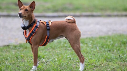The Dog Breeds That Remember Every Person Who Was Ever Mean to Them