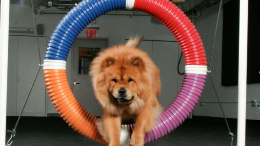 The 6 Dog Breeds Shelters Warn Seniors to Avoid at All Costs
