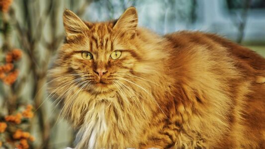 8 Cat Breeds That Act More Like Dogs (And the 3 That Are Pure Feline)