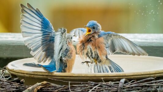 12 Incredible Facts About Bluebirds That Symbolize Spring Across America
