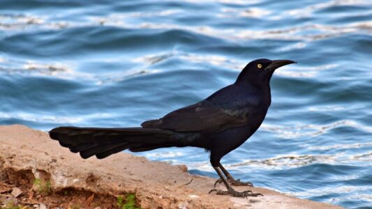 11 Incredible Facts About Grackles That Explain Their Fearless Behavior