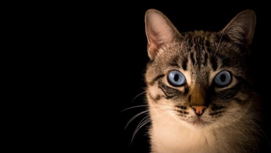 What Happens When You Stare Into a Cat&rsquo;s Eyes for Too Long?