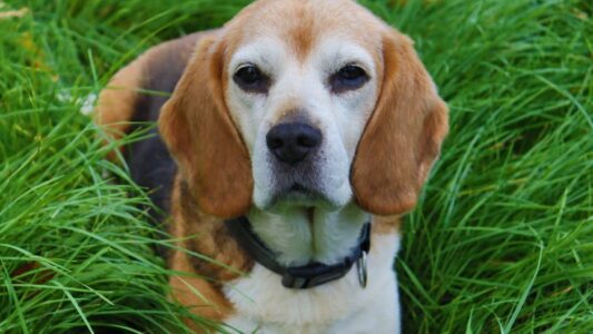 The Perfect Dog Breed for Your Zodiac Sign&rsquo;s Hidden Personality
