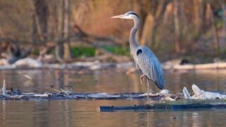 What Marsh Animal Are You According to Your Zodiac Sign