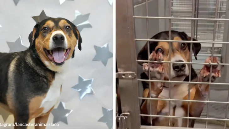 Tucker the Shelter Dog Hopes for Quiet Golden Years After Repeated Setbacks