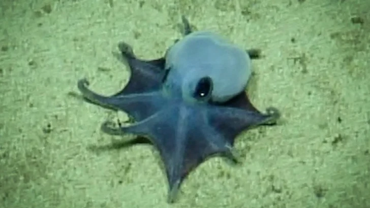 New Blue Octopus Species Found Deep in Gal&aacute;pagos Waters