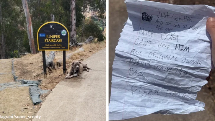 Woman Finds Abandoned Pit Bull Tied to a Park Sign in San Diego With a Heartbreaking Note