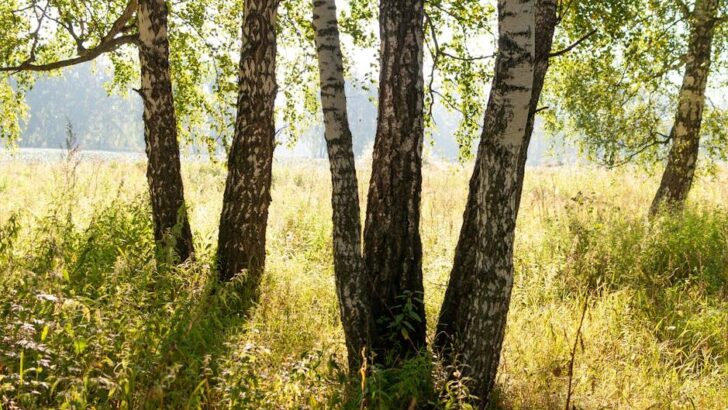 How to Learn And Care For Birch Trees in Your Garden All Year-Round