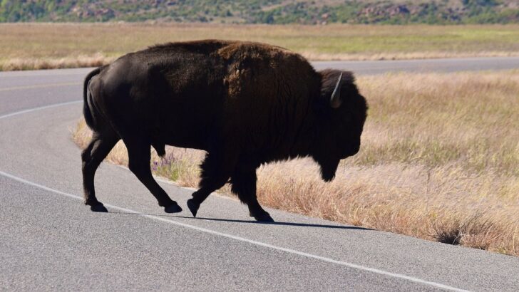 Congress expands support to fund Tribal wildlife crossing projects