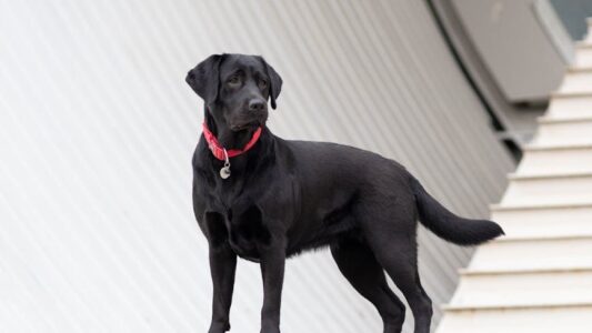 16 Dog Breeds Shelter Workers Say Break Their Hearts to Take In Because They Almost Never Leave
