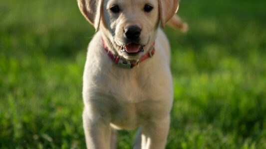 15 Dog Breeds Rescue Groups Say Families Return Within 6 Months More Than Any Other