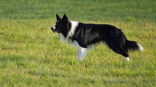 14 Dog Breeds That Flood Shelters Every January &ndash; Rescue Workers Finally Explain the Pattern