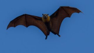 Rabid Bat Found in Residential Area Sparks Fears of ...