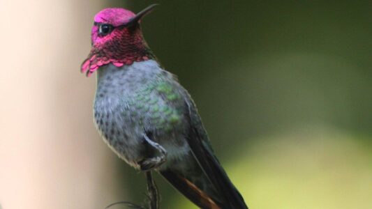 12 Types of Hummingbirds Every Birder Should Know
