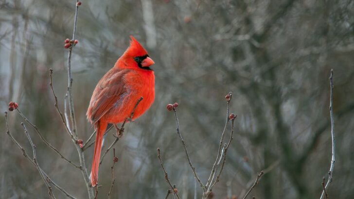 10 Strange Ways Cardinals Seem to Know When Winter Is Coming