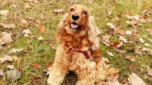 10 Dog Breeds That Grieve So Deeply They Stop Eating When You Leave