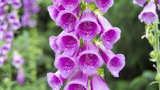 13 Flowering Plants Rabbits Will Leave Alone