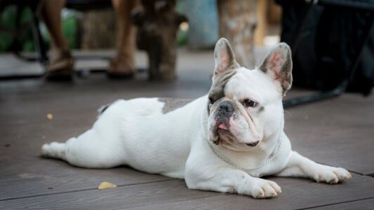16 Dog Breeds That Get Easier With Age and 11 That Get Dramatically Harder &ndash; Vets Rank Them All