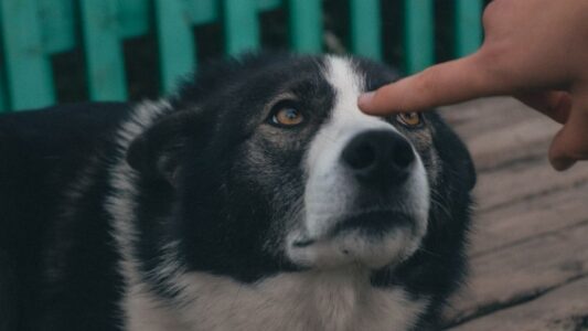 The Silent Gesture That Tells Your Dog You Don&rsquo;t Love Them (And You Do It Without Thinking)