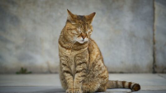 8 Cat Behaviors That Mean ‘I’m in Pain’ (That Most Owners Completely Miss)