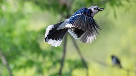 12 Backyard Habits of Blue Jays That Often Mean Something Bigger Is Happening Nearby