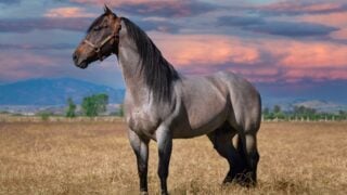 15 Horse Breeds Vets Secretly Wish People Would Stop Romanticising