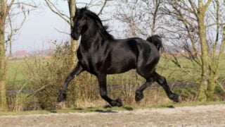 18 Horse Breeds Vets Secretly Warn Their Friends Never to Buy