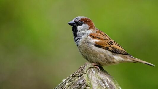 11 Backyard Birds That Disappear Right Before an Earthquake (Native Americans Always Knew)