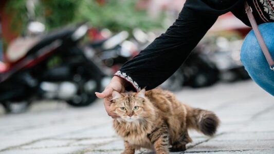 10 Subtle Ways Your Cat Asks for Help When They’re in Pain (Most Owners Miss #4)