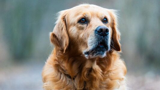 The Psychological Reason Some Dogs Choose One Person and Never Let Go
