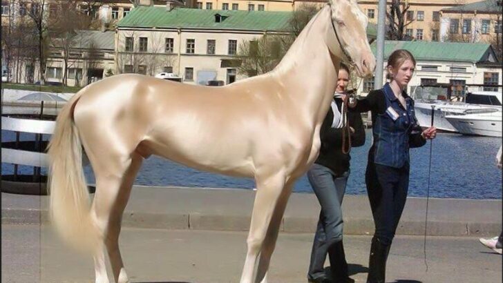 14 Horse Breeds Vets Quietly Stopped Recommending to Beginners Years Ago
