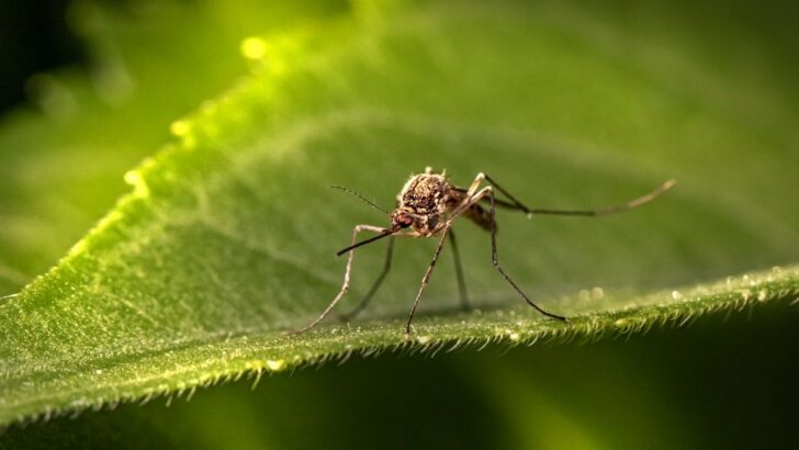 Google-Backed Program Could Release 32 Million ‘Good Mosquitoes’ To Help Fight West Nile Virus