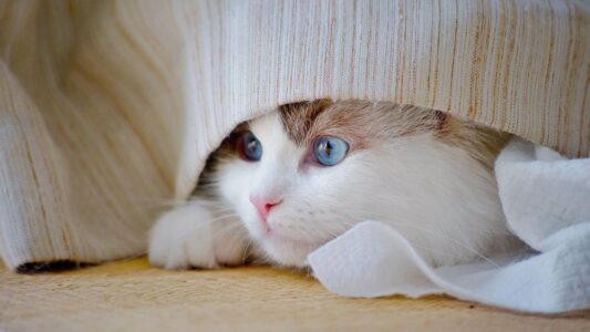 The Silent Cry for Help 90% of Cat Owners Completely Ignore!