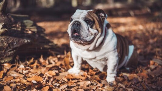 15 Dog Breeds Vets Say Have Become Nearly Impossible to Keep Healthy Past Age 6