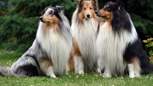 8 Dog Breeds That Grieve So Deeply They Refuse to Eat After You&rsquo;re Gone