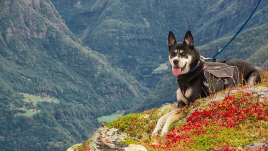 Why Your Dog Stares at Empty Corners (Veterinarians Finally Explain What They See)