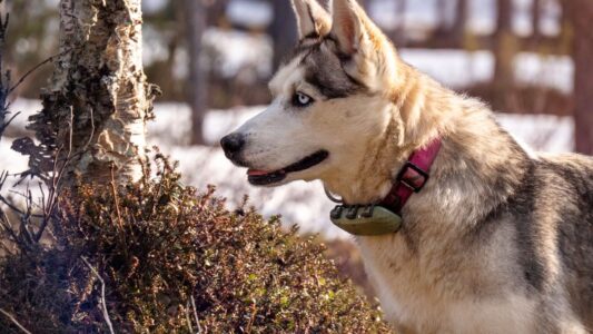 The One Dog Breed Your Zodiac Sign Would Never Forget Once Loved