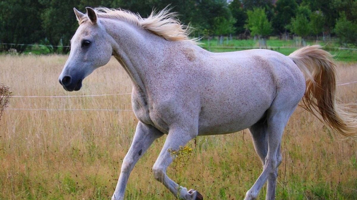 14 Horse Breeds Vets Quietly Stopped Recommending to Beginners Years Ago