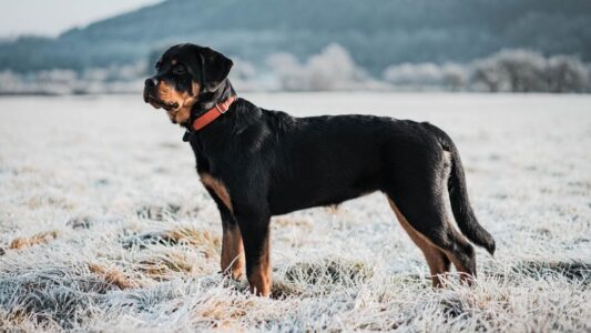 Which Dog Breed Matches Your Zodiac Sign&rsquo;s Hidden Emotional Needs