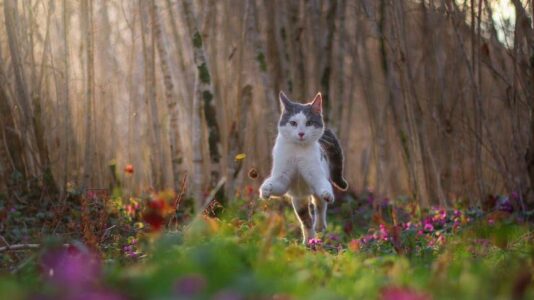 The Shocking Truth Behind Your Cat’s 3 AM Zoomies That Vets Hide!