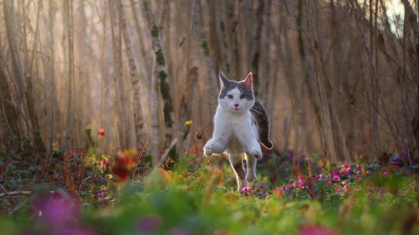 The Shocking Truth Behind Your Cat's 3 AM Zoomies That Vets Hide!