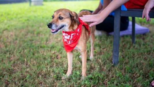 7 Signs Your Rescued Dog Is Truly Grateful to You (Number 3 Will Make You Cry!)