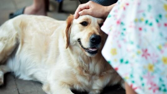 Dog Breeds That Sense When You&rsquo;re About to Die (And How They Try to Warn You)
