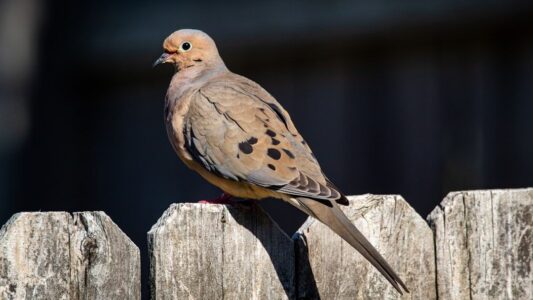 Backyard Birds That Appear Right Before Someone in Your Family Passes Away