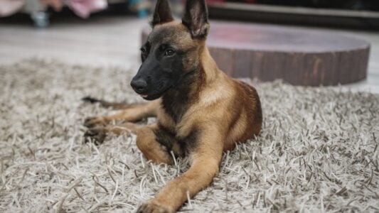 12 Dog Breeds That Can Tell When You&rsquo;re Lying to Them (And Exactly How They React)