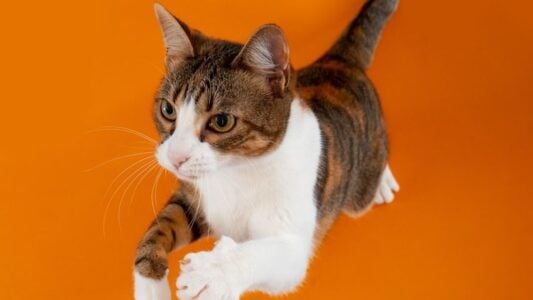 8 CAT BEHAVIORS THAT MEAN THEY&rsquo;RE PROTECTING YOU FROM SOMETHING YOU CAN&rsquo;T SEE