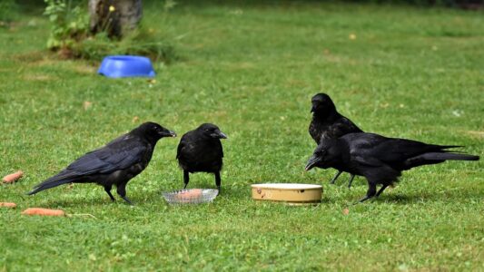 What It Means When Crows Gather in Your Yard at Dawn (According to Wildlife Biologists)