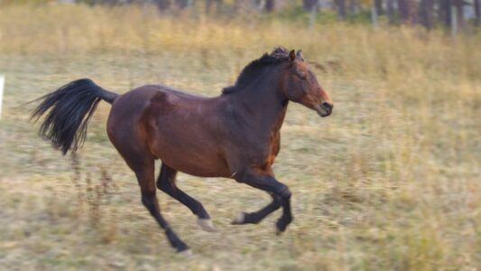 15 Horse Breeds Shelters and Rescues Are Completely Overwhelmed With Right Now