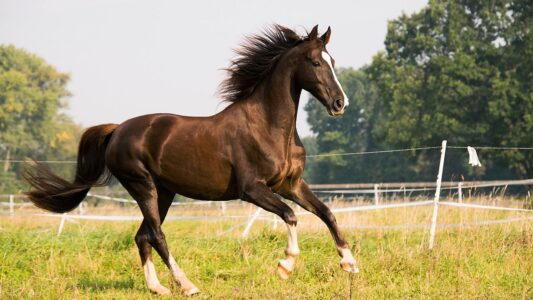 13 Horse Breeds Vets Secretly Wish Would Stay Off Every Beginner&rsquo;s Shortlist